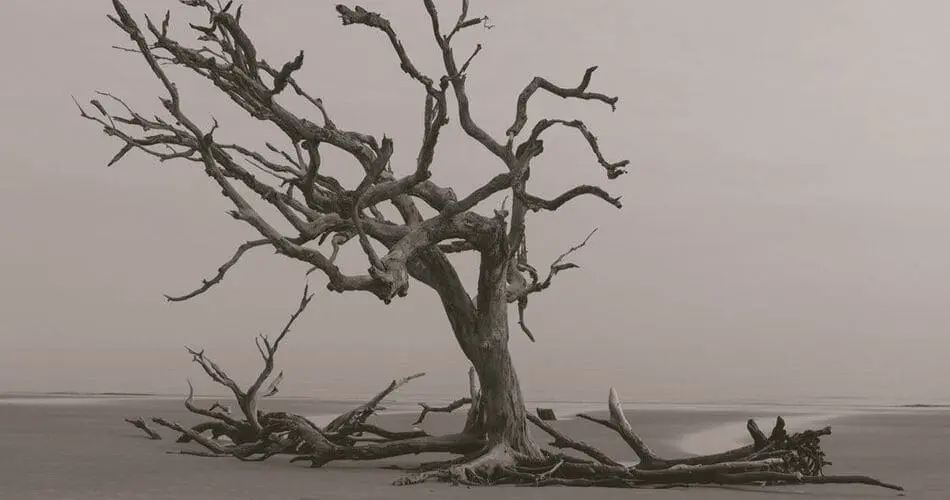 JAVI TAYLOR: BACK TO THE GROUND