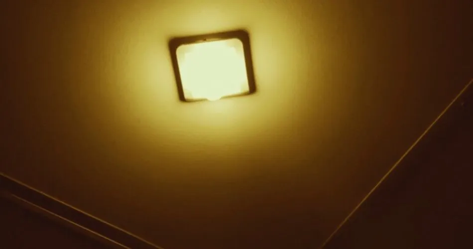 RICARDO PORTMAN: DEER